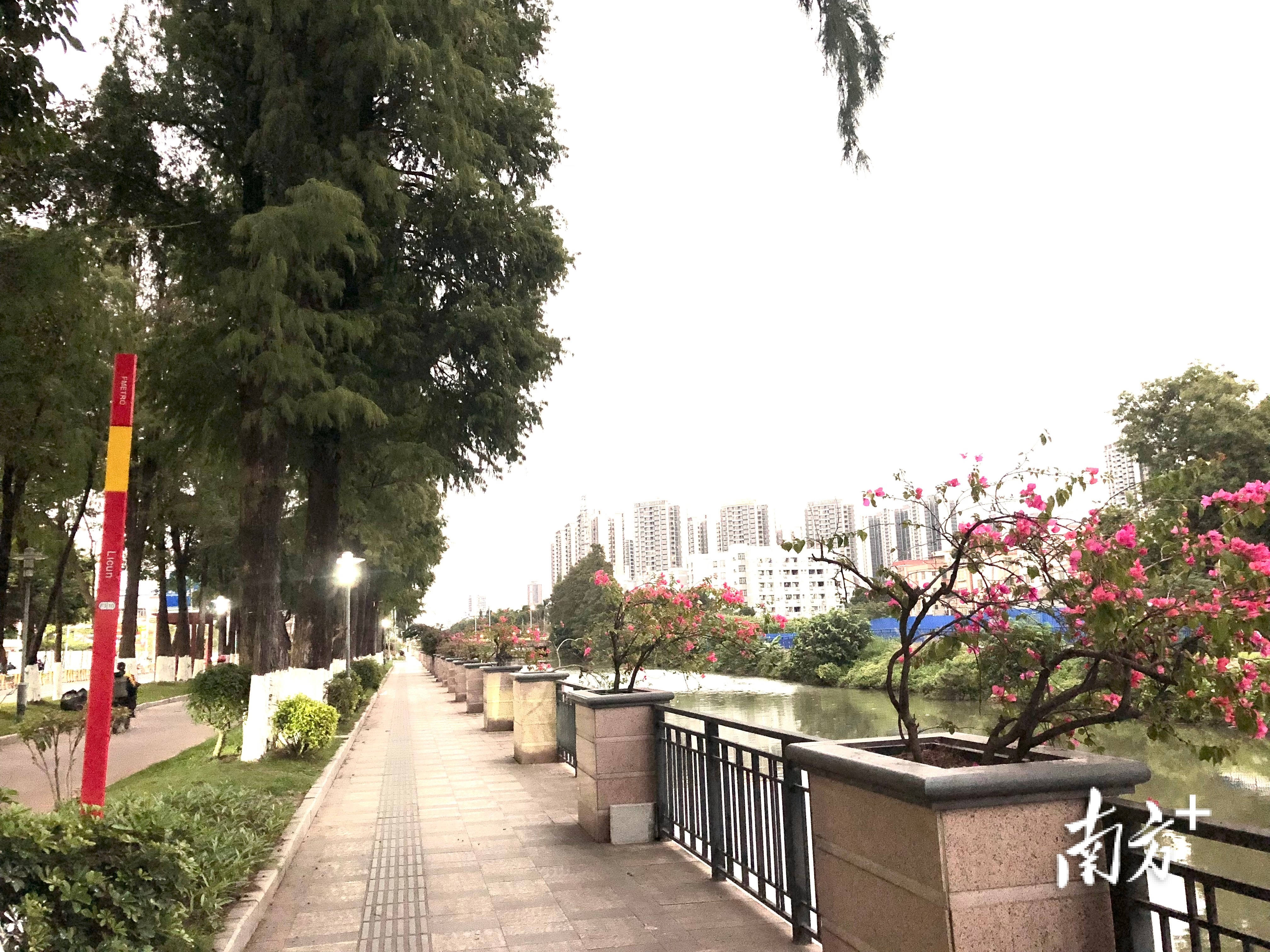 冬日暖阳下，羊大河畔小盆景鲜花争奇斗艳。欧阳少伟 摄