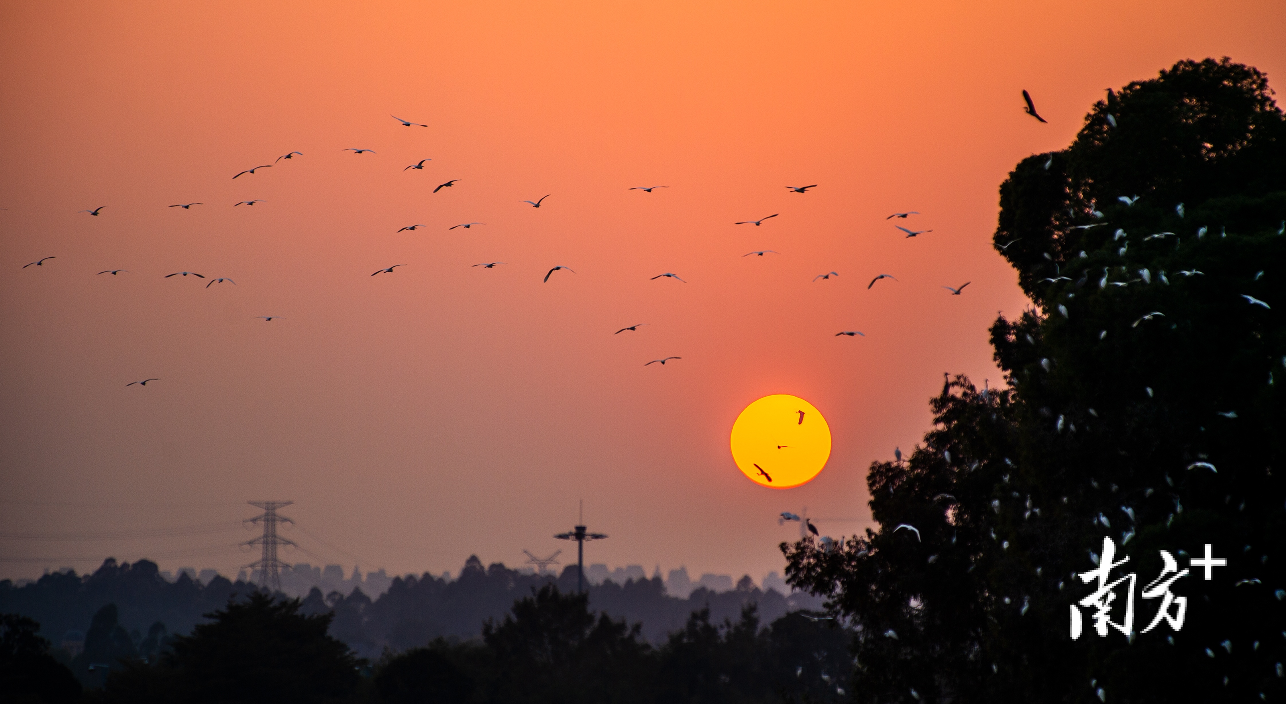 如今随着湖泊、湿地生态恢复，云东海湿地公园成了“小鸟天堂”。李东 摄