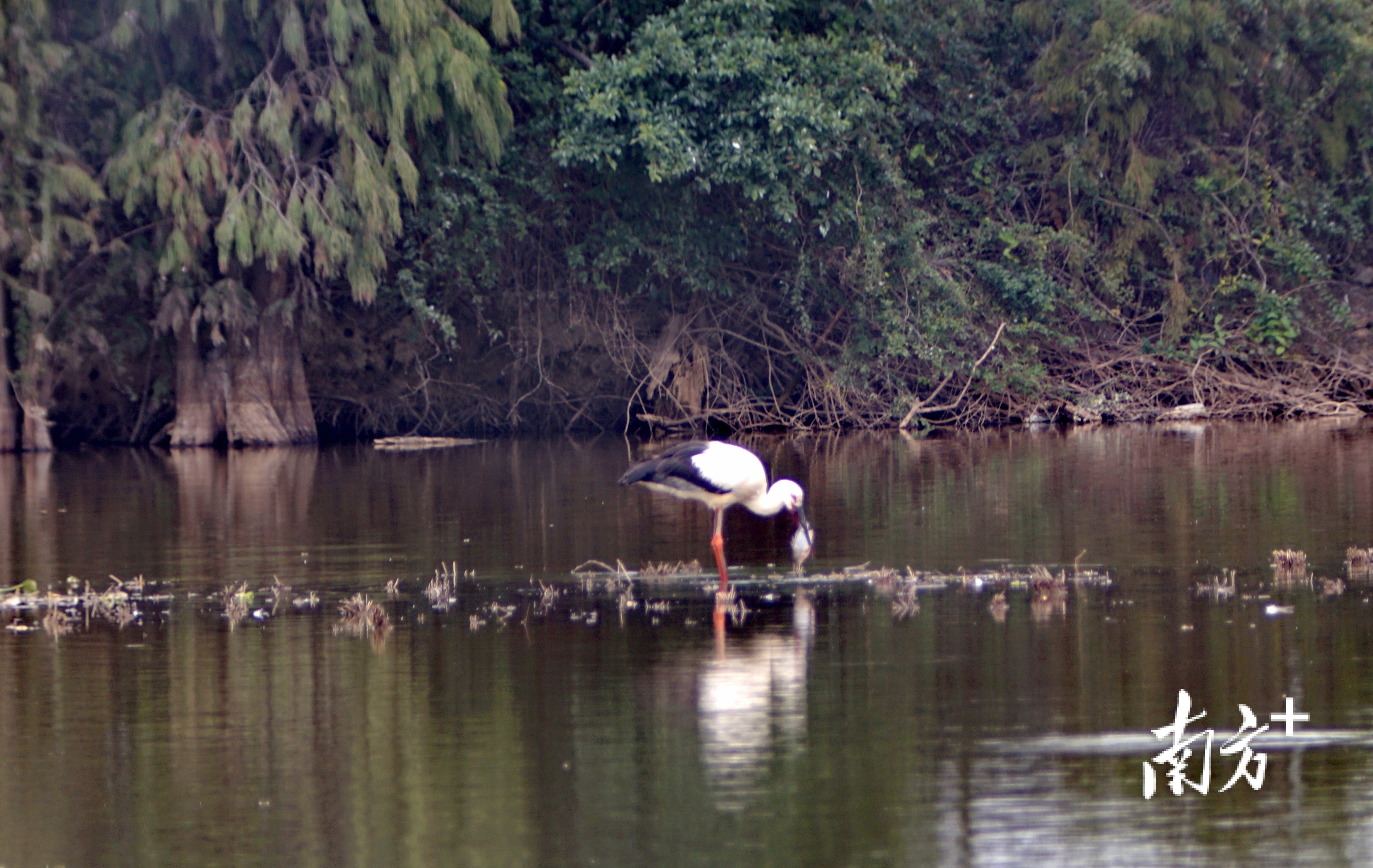 东方白鹳在云东海湿地公园觅食。朱倩 摄