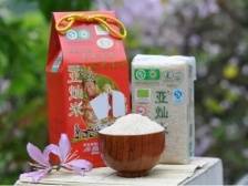 20年精心培育，打造“华南唯一”有机米 | 异乡的云①