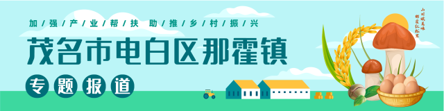山川美味正当时！茂名电白那霍红松茸丰收采摘季开启