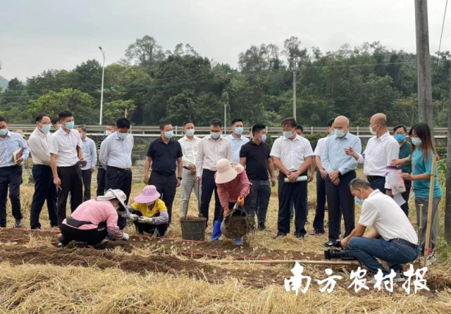 电白区委书记谭剑锋到那霍镇调研红松茸种植情况。