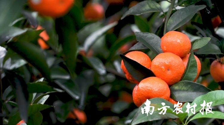 广东柑橘行情周报⑤ | 四会沙糖桔上市，商品果5元/斤