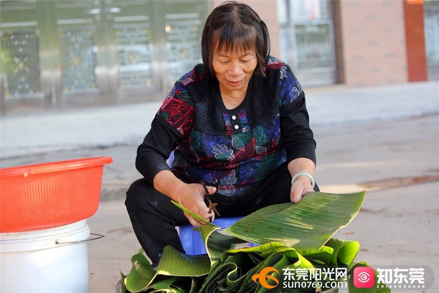 ▲将新采摘回来的蕉叶裁剪好。 ▲将新采摘回来的蕉叶裁剪好。