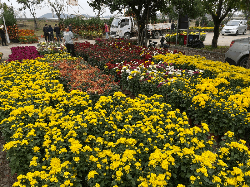 往年迎春花市