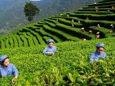 4个涉茶项目入选，梅州市第十批非遗项目名录出炉