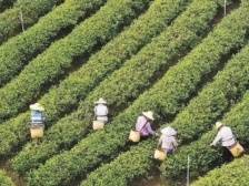 喜讯！4个涉茶项目获2021年度广东省农业技术推广奖