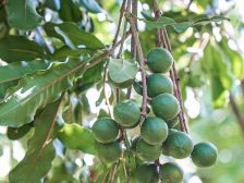 祝贺！澳洲坚果项目荣获2021年度广东省农业技术推广奖二等奖