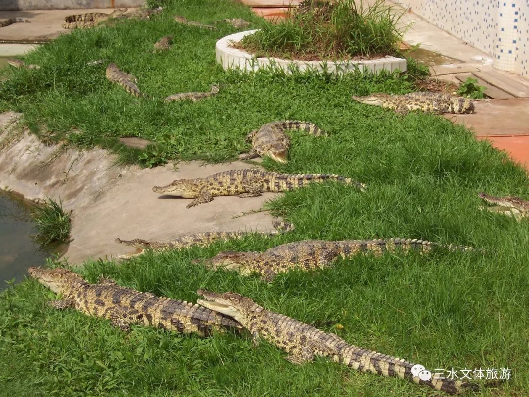 泰国湾鳄，三水森林公园供图