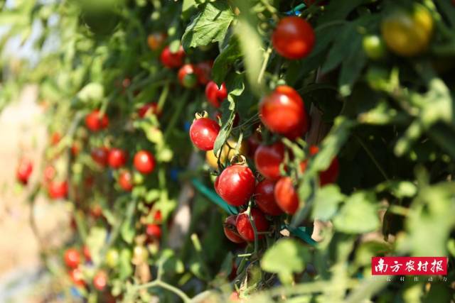 百利种苗（厦门）有限公司 TML9005 铜奖