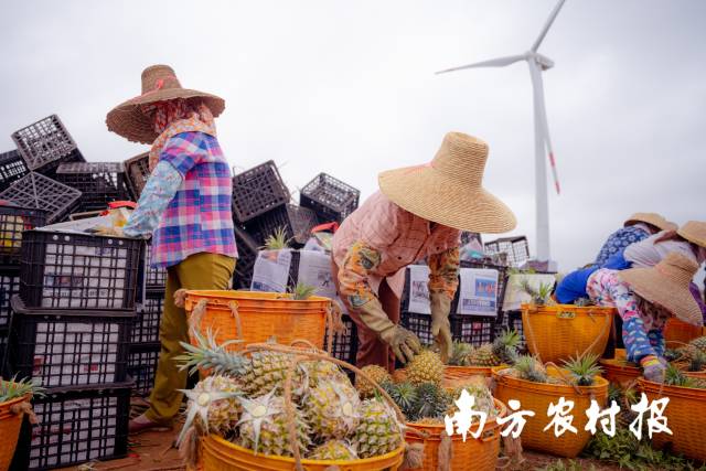 徐闻菠萝上市季，忙碌的加工工人与果农 谢伙荣 摄  