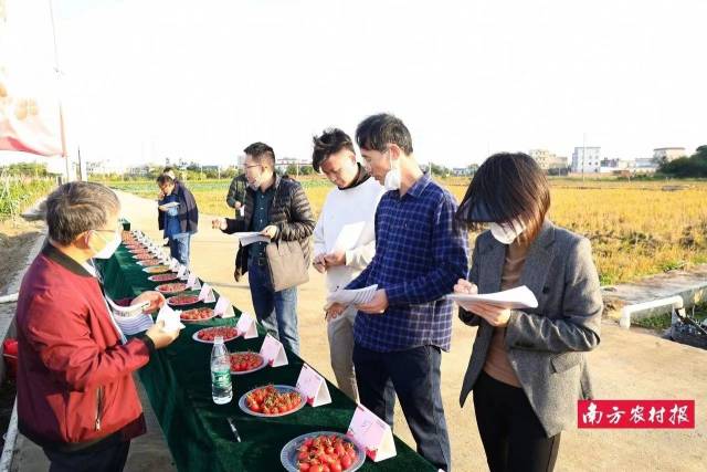 评选专家团来到茂名新华农场樱桃番茄种植基地进行现场考察和品鉴。