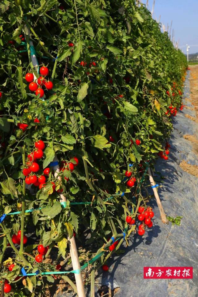 广州鸿海种业有限公司 HH10 铜奖