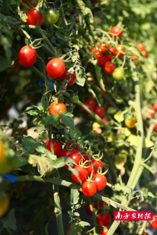 云南金辉冬早蔬菜有限公司  超禧  优胜奖