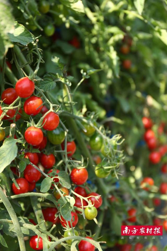广东省良种引进服务公司 万悦樱桃番茄 银奖