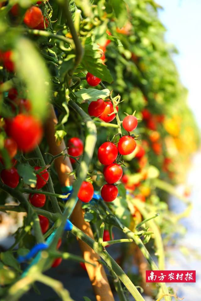 广东省农科院设施农业研究所 粤科达304 金奖