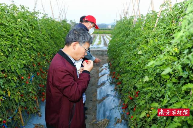 评审专家在茂名市新华农场进行品种盲选