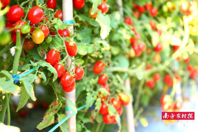 广州市鸿海种业有限公司 HH06 优胜奖