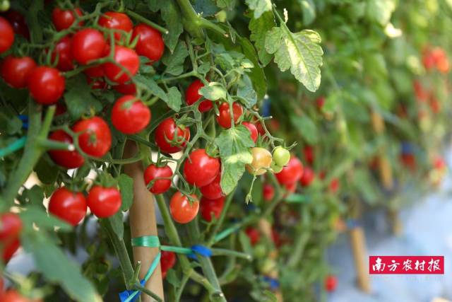 寿光市爱维农种业科技有限公司 伊万粉 优胜奖