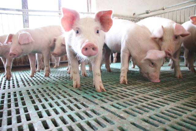 更健康的猪只。