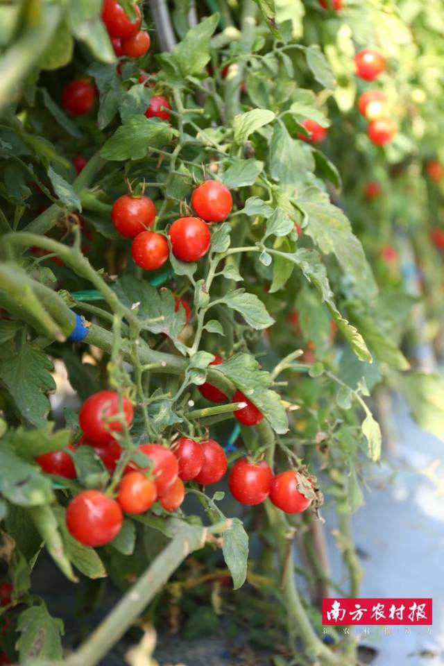 珠海市珠农种子有限公司 粉元宝 银奖