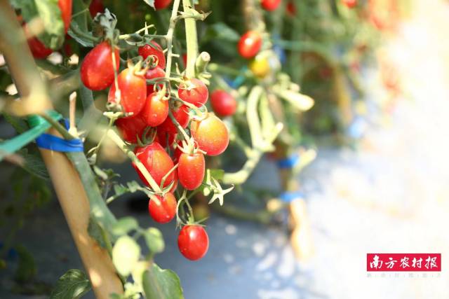 山东北斗种子有限公司 北斗DX101 铜奖