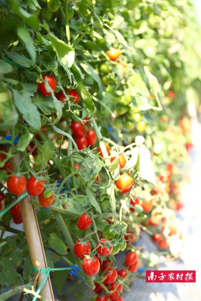 广州市兴田种子有限公司  FQ2209 优胜奖