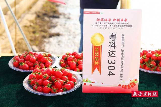 金奖品种——粤科达304。  