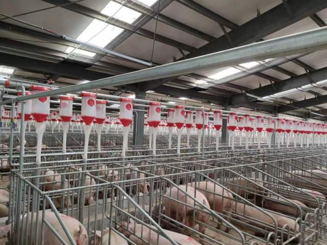 现代化的生猪养殖基地。