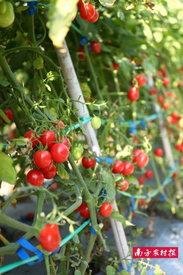 珠海市珠农种子有限公司 九诺千禧 优胜奖