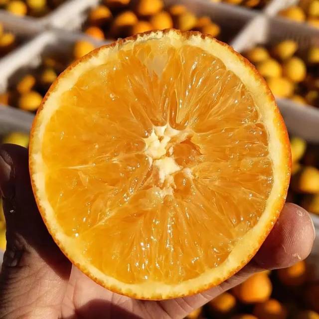 平远脐橙
