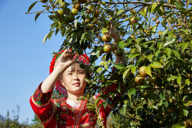 盒马村所在地，瑶族同胞聚居，每逢佳节，她们还是喜欢穿着民族服装去果园。