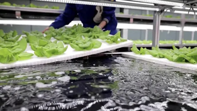 探科技|我国年产粮1.3万亿斤！喂饱14亿人全靠这个黑科技？