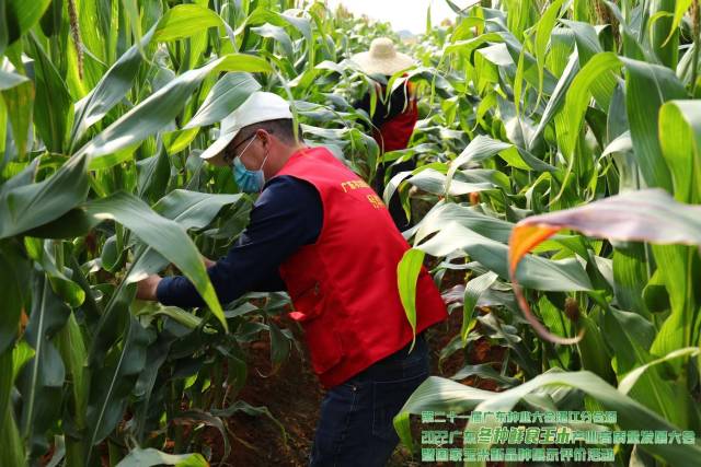 2022广东冬种鲜食玉米产业高质量发展大会开展田间评选