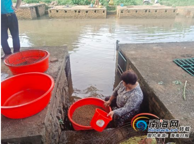 胡椒古法泡水工艺污染水源（图源：海南日报）  