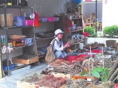 云浮新兴：旅游推动中医药文化传承