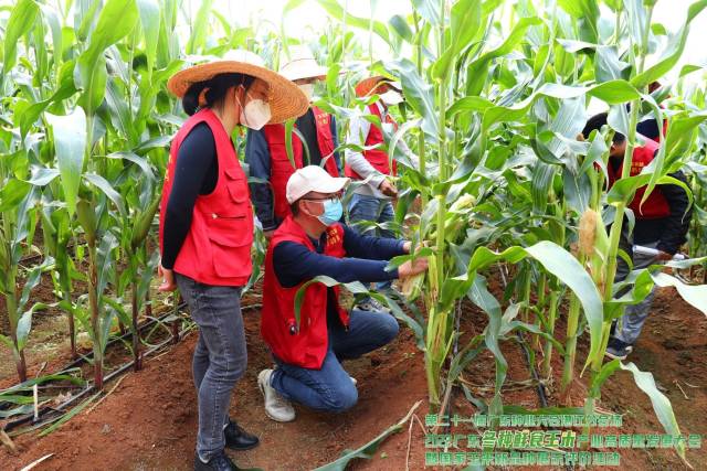 现场评选团成员仔细挑选着成片的玉米，从中选出优质品种