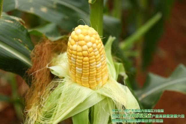 新美495（第六名 86.0分）获奖理由：黄白双色甜玉米，植株健壮，株高穗位高适中，叶色浅绿，叶片长；抗大、小斑病，中抗纹枯病和茎腐病；苞叶青绿，果穗美观，品质好。