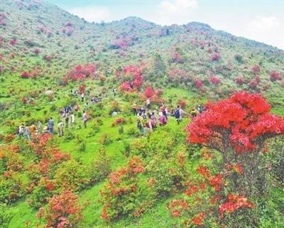 高山杜鹃映山红群落 