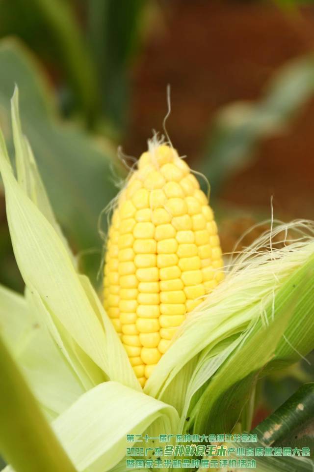 富甜301（第九名 85.3分）获奖理由：植株保绿性好，适应性广，综合抗性好；果穗筒型，穗型美观，结实饱满;籽粒排列整齐，黄色，皮薄，口感佳，货架期长。