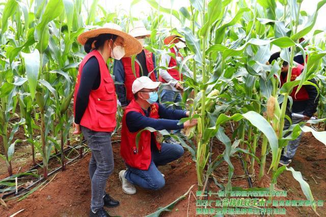 现场评选团成员仔细挑选着成片的玉米，从中选出优质品种