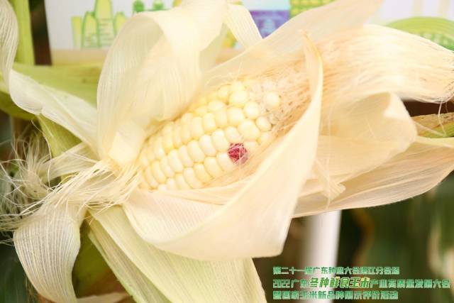 都市甜糯8号（第五名 86.4分）获奖理由：纯白色甜糯玉米，植株保绿性好，适应性广，综合抗性较好；果穗筒型，穗型美观，结实性好；籽粒排列整齐，颜色亮白，皮薄，柔嫩性好，甜糯适口，货架期长。