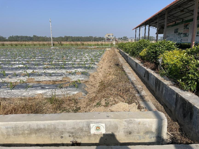 高标准农田里玉米茁壮成长