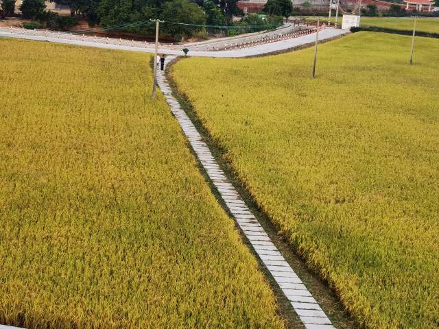 夏季的深埇村金稻飘香