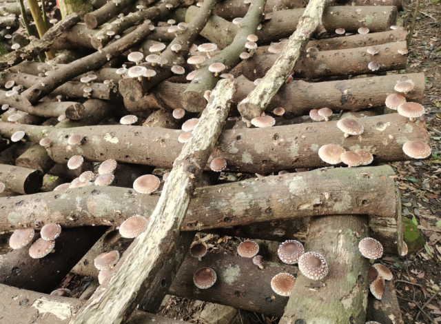 联山瑶族村林下经济品种