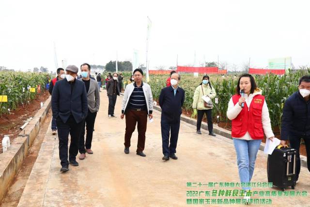 湛江市冬种鲜食玉米新品种展示观摩会