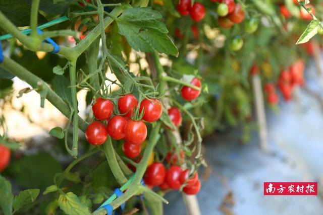 樱桃番茄品种对产业发展有重要意义