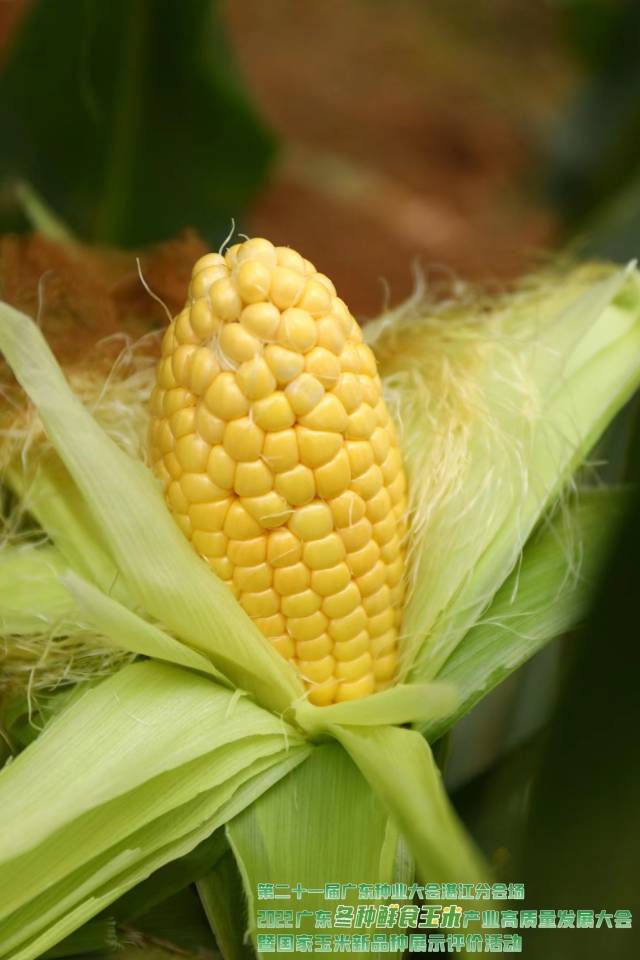 粤美甜3号（第二名 88.7分）获奖理由：植株壮旺，叶色浓绿，适应性广，综合抗性好；果穗筒形，结实性好，苞叶浓绿；籽粒亮黄，排列整齐，穗型美观；脆甜，皮薄，适口性佳，货架期长。