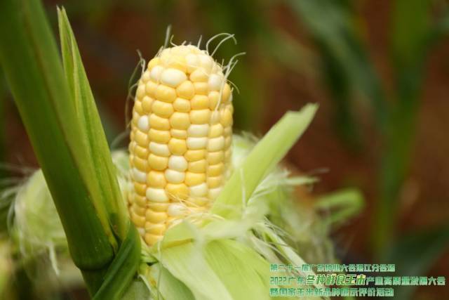 圣甜艾菲（第一名 89.4分）获奖理由：早熟黄白双色水果玉米，果穗筒型，色泽光亮;皮薄柔嫩、多汁、无渣，香甜可口，风味独特，适口性佳。 