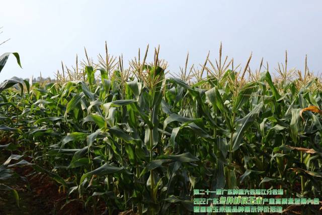 湛江市农业技术推广中心鲜食玉米种植基地